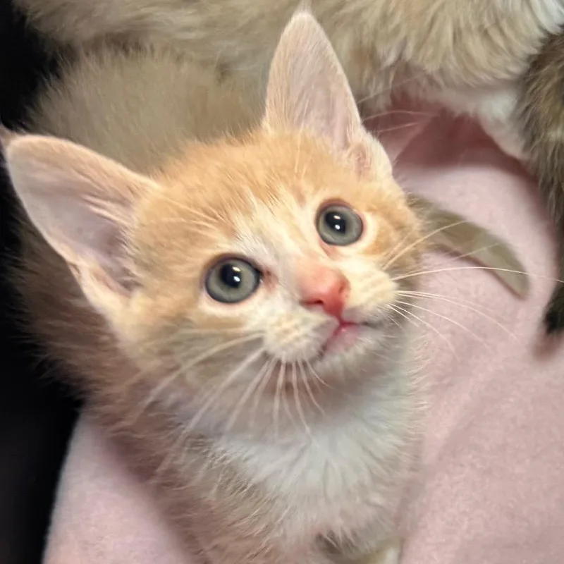 A baby small-sized male Buff / Tan / Fawn Domestic Short Hair cat named Wally for adoption in Chapel Hill, NC