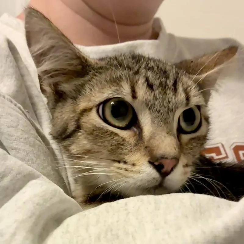 A young small-sized male Brown / Chocolate Domestic Short Hair cat named Wasabi for adoption in Titusville, FL