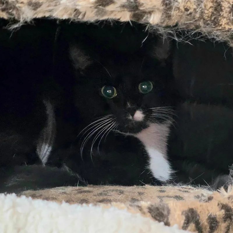 A young small-sized female Black Domestic Short Hair cat named Persimmon for adoption in Abingdon, MD
