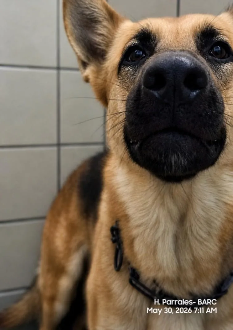 An adult large-sized male German Shepherd Dog dog named Terra for adoption in Houston, TX