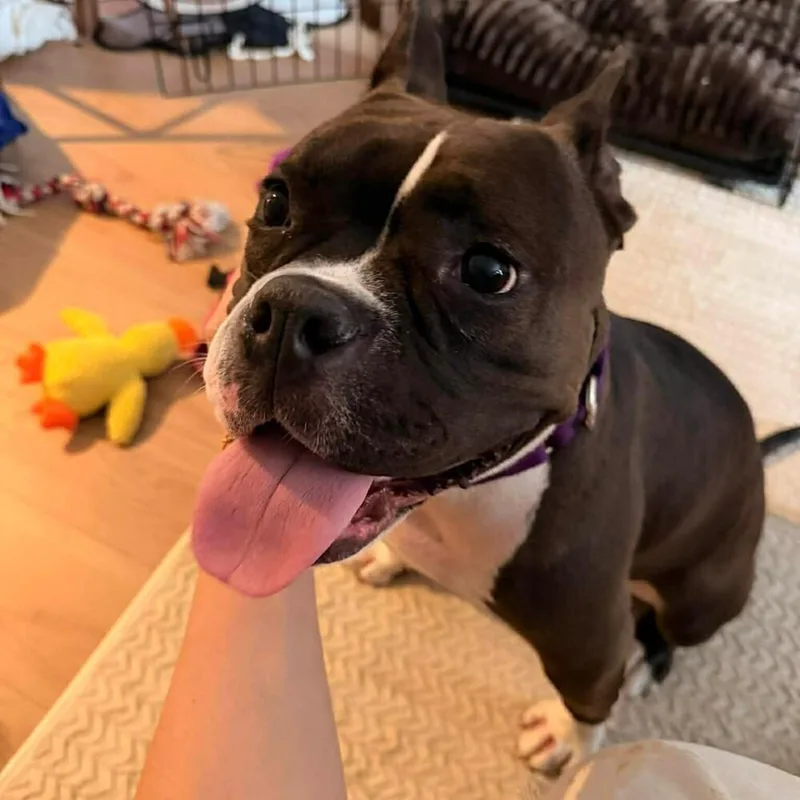 An adult medium-sized female American Staffordshire Terrier dog named Pinkie for adoption in Long Island City, NY