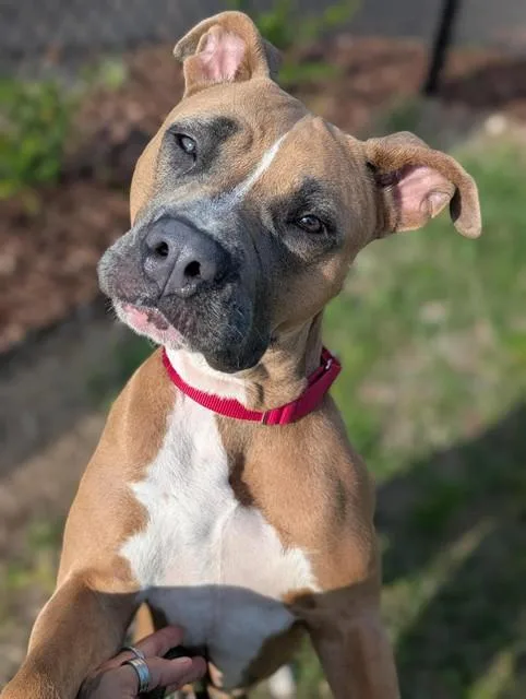 A young large-sized female Mixed Breed dog named Fiona for adoption in Palmetto, FL