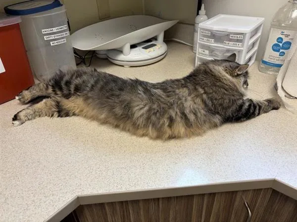 An adult medium-sized female Domestic Medium Hair cat named Rosalie for adoption in Great Falls, MT