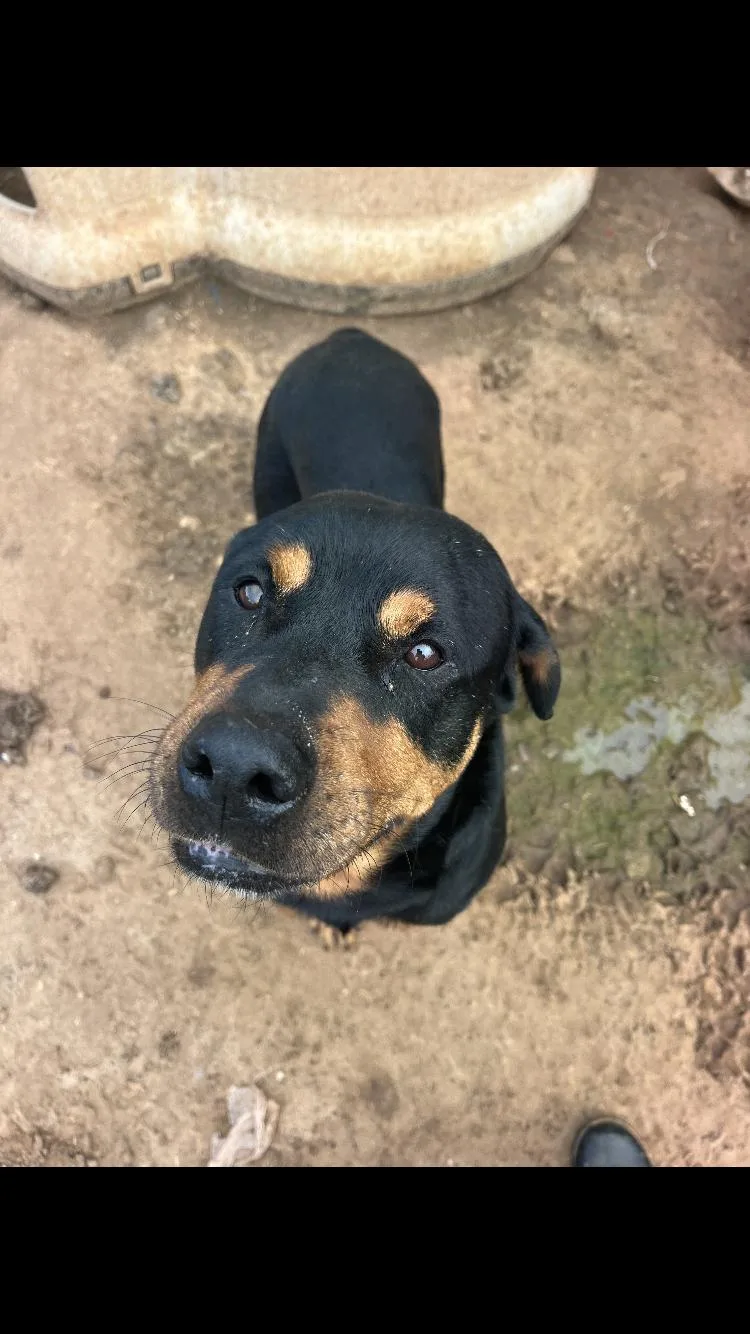 An adult large-sized male Rottweiler dog named Tj for adoption in Paradise, TX