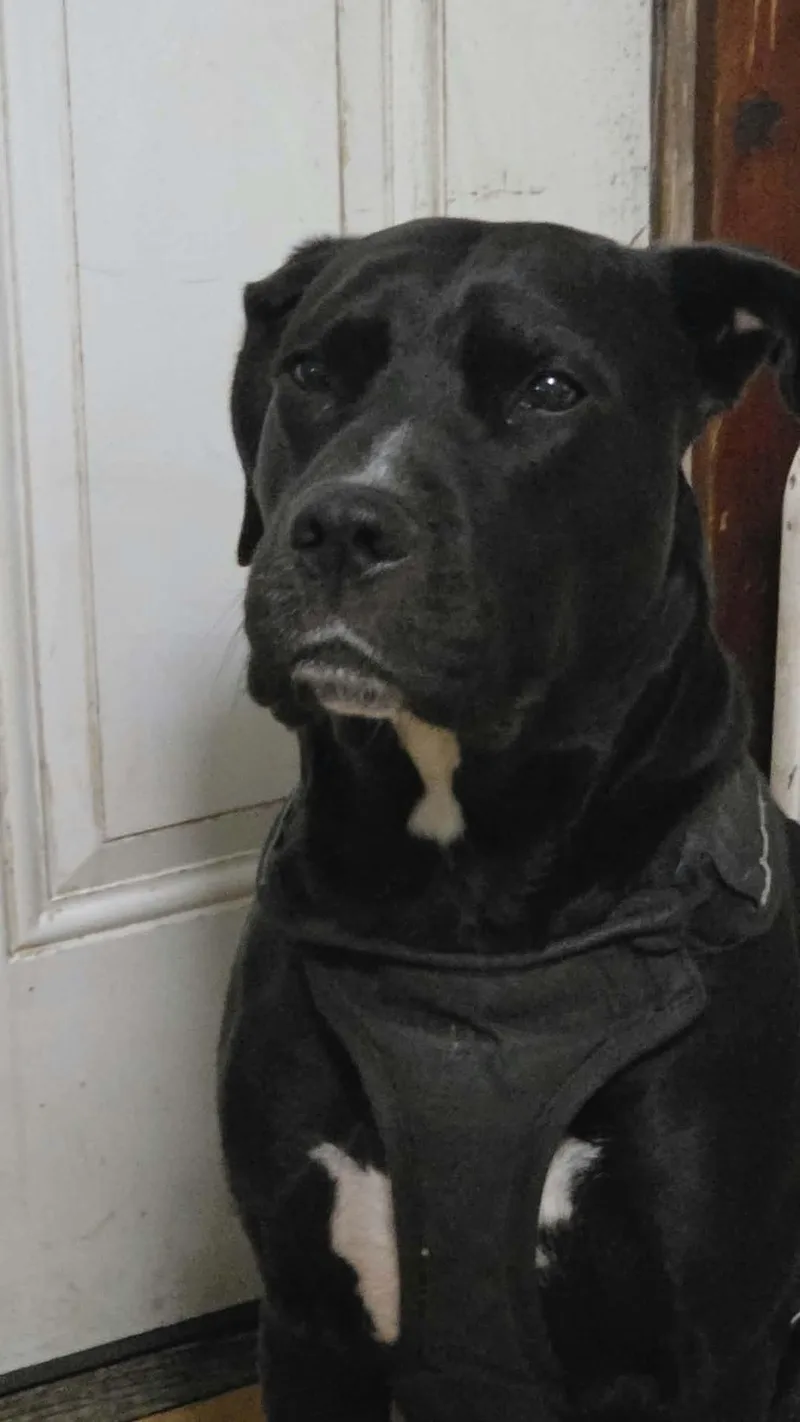 An adult medium-sized male Black Labrador Retriever dog named Buddy for adoption in Danville, VT