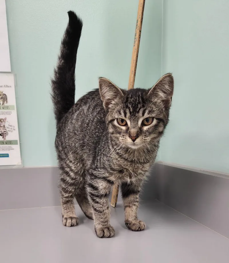 A baby small-sized female Domestic Short Hair cat named Grace for adoption in Athens, TN