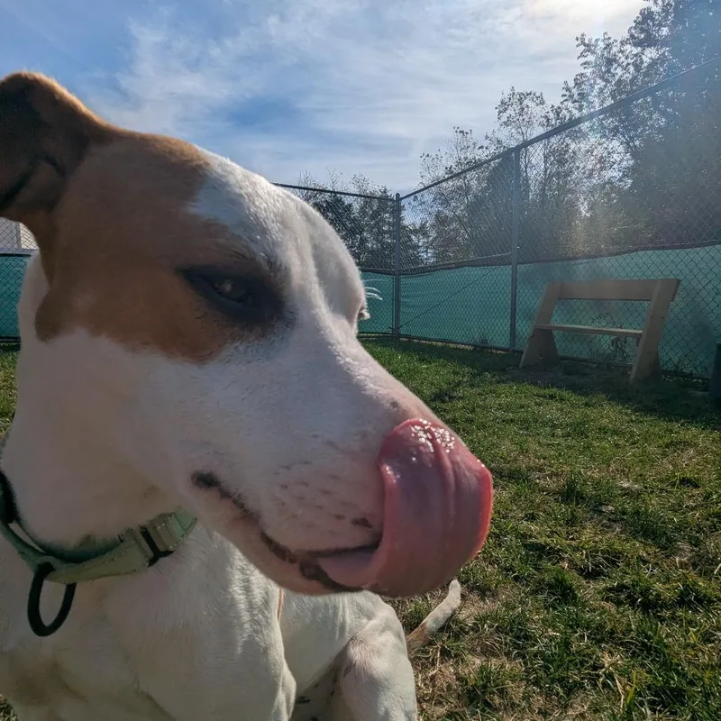 A young medium-sized male Pit Bull Terrier dog named Copper for adoption in Harrisonburg, VA