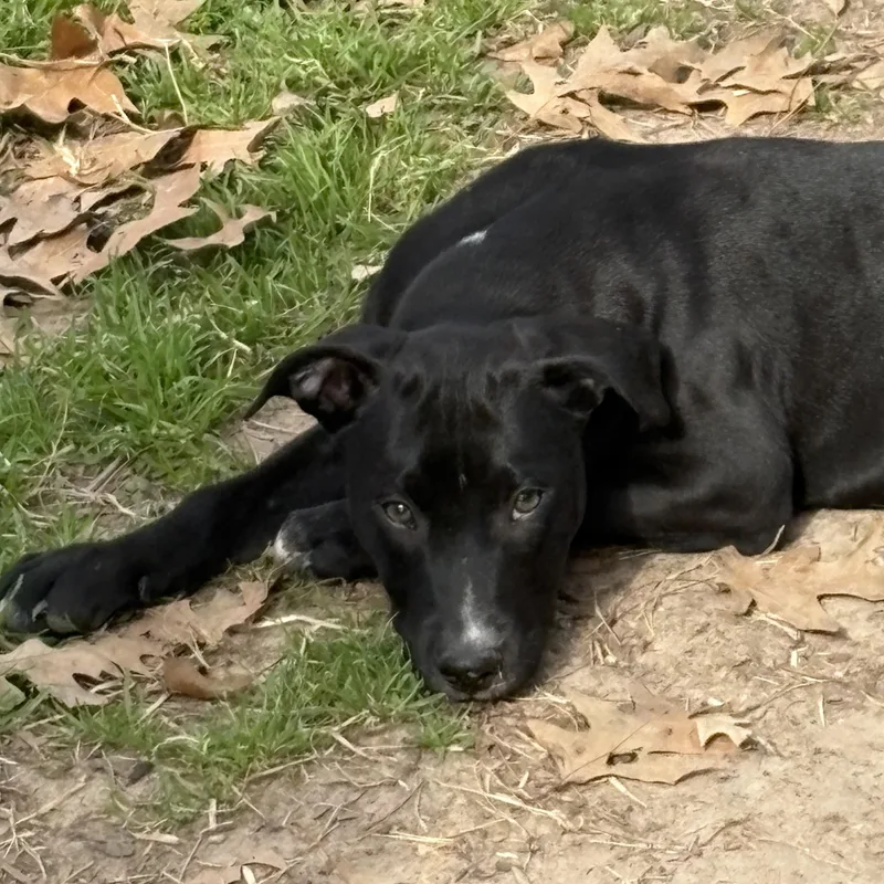 A baby medium-sized male Black Pit Bull Terrier dog named Galaxy for adoption in Houston, TX