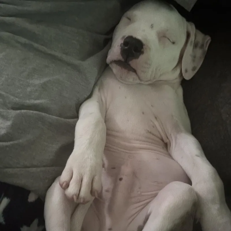 A baby medium-sized male White / Cream Pit Bull Terrier dog named Dually for adoption in Columbia, MO