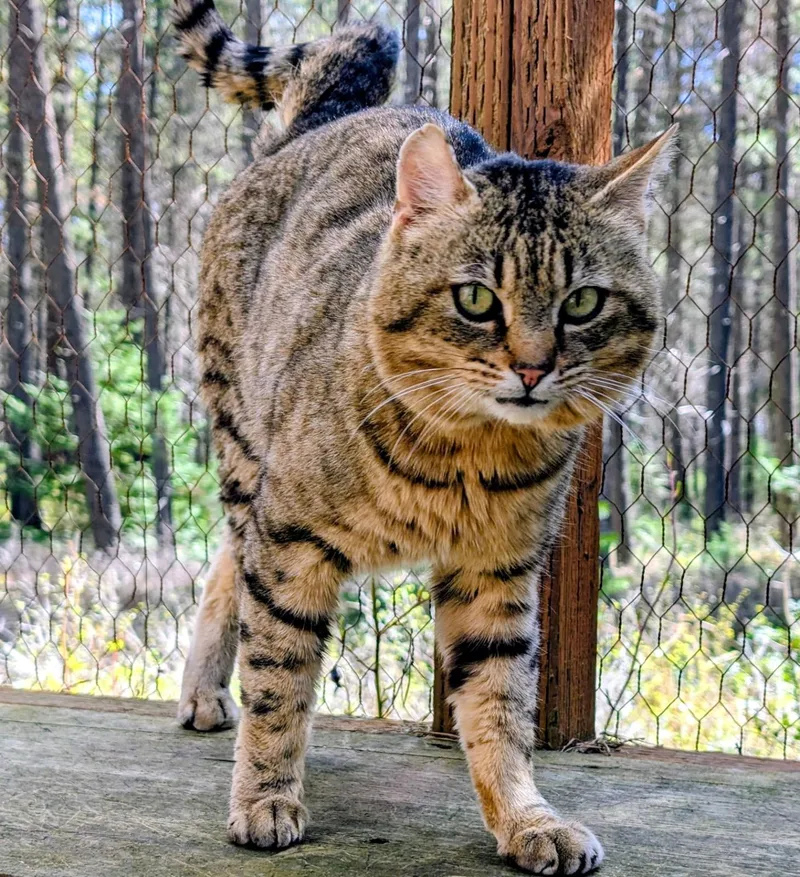 Ulysses Mr. Personality! thumbnail 2