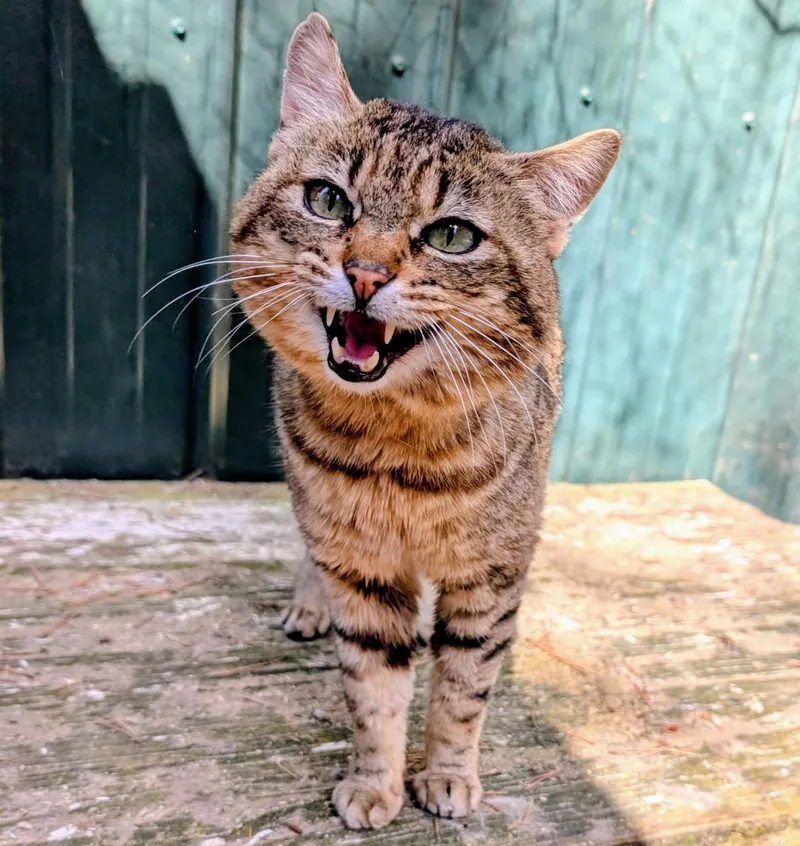 An adult large-sized male Tabby cat named Ulysses Mr. Personality! for adoption in Newport, WA