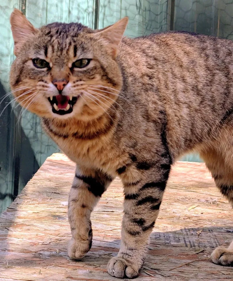 Ulysses Mr. Personality! thumbnail 5