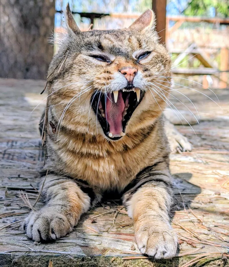 Ulysses Mr. Personality! thumbnail 6