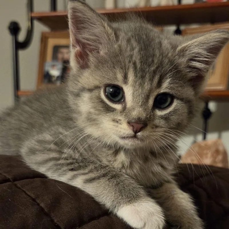 A baby small-sized female Gray / Blue / Silver Domestic Short Hair cat named Nakia for adoption in Baltimore, MD