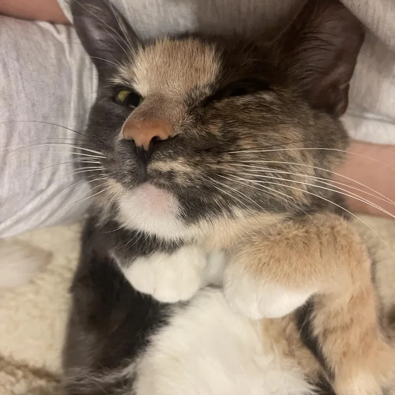 Pipsqueak "pip" Porter thumbnail 2