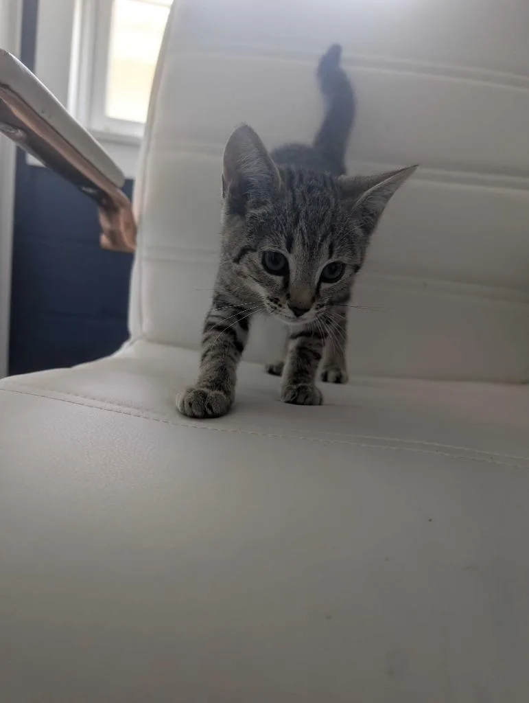 A baby medium-sized female Domestic Short Hair cat named Sourdough for adoption in Athens, AL