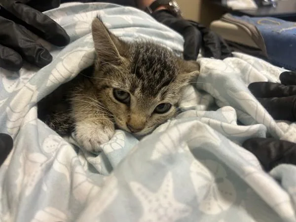 A baby small-sized male Domestic Short Hair cat named Wizard for adoption in Oceanside, CA