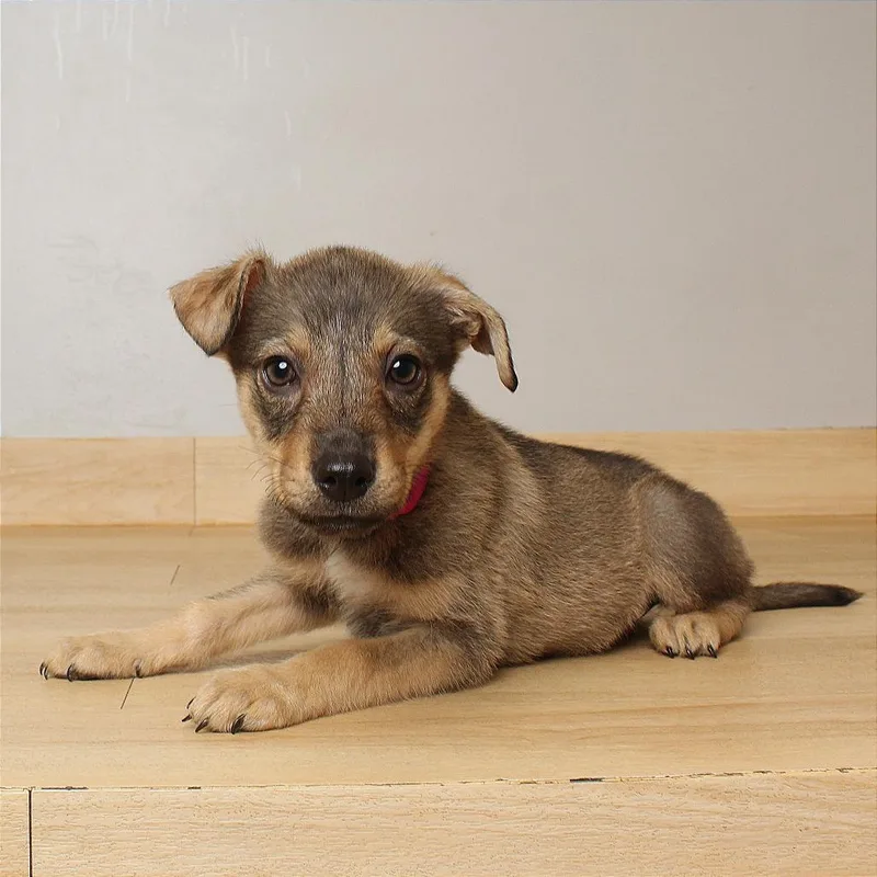 A baby small-sized female Labrador Retriever dog named Cinnamon D for adoption in Minnetonka, MN