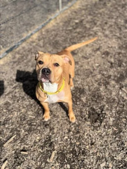 Croissant thumbnail 2