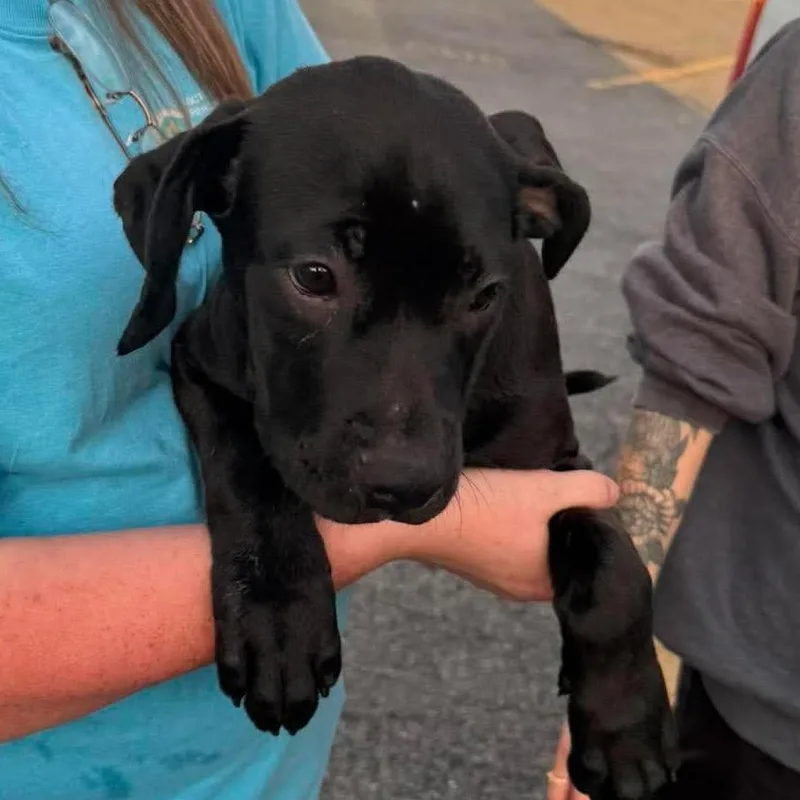 A baby medium-sized female Black Mixed Breed dog named Lemonade for adoption in Rockville, MD