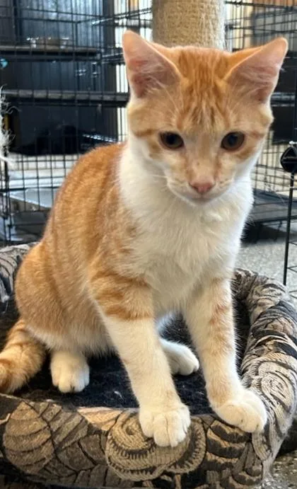 A young small-sized male Domestic Short Hair cat named Butter for adoption in Shawano, WI