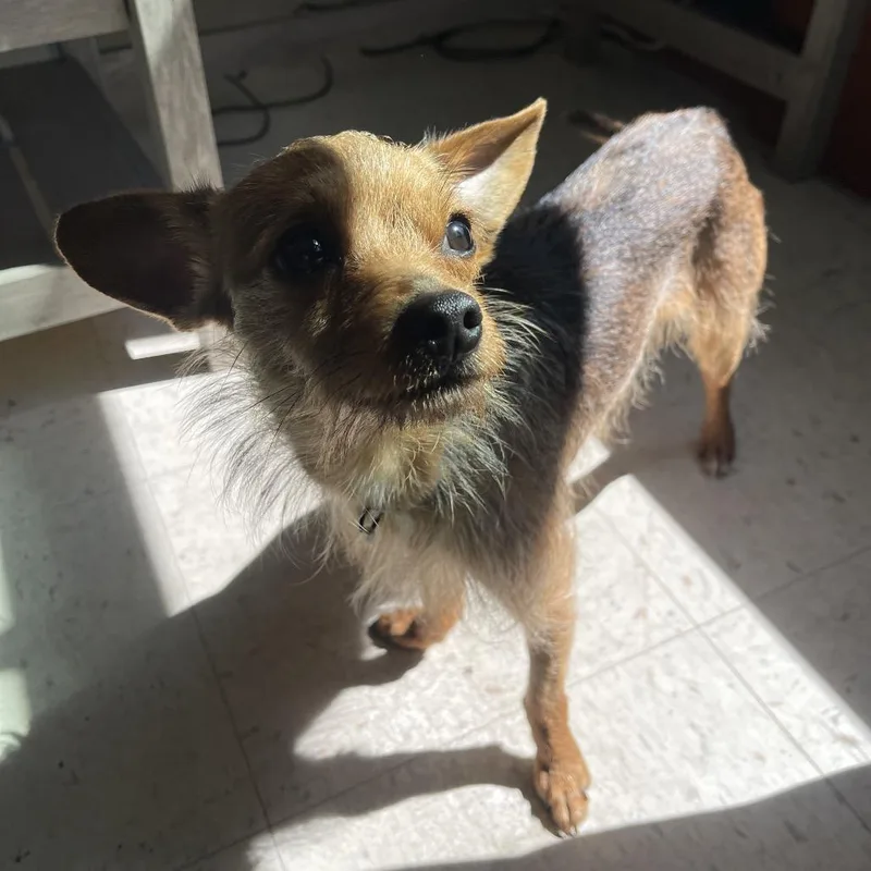 An adult small-sized male Brown / Chocolate Mixed Breed dog named Alfie for adoption in Newark, NJ