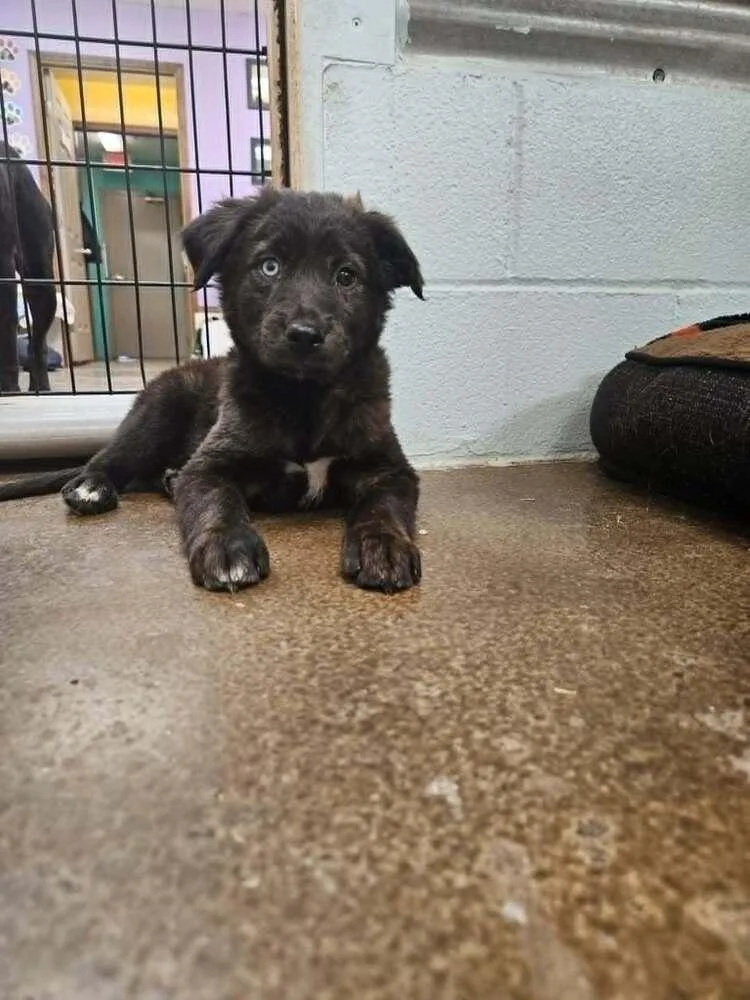 Odin