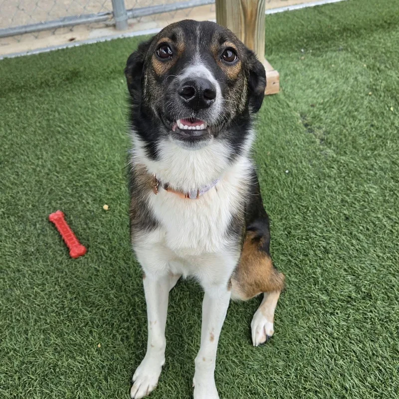 A young medium-sized female Collie dog named Nessie for adoption in Sparta, WI