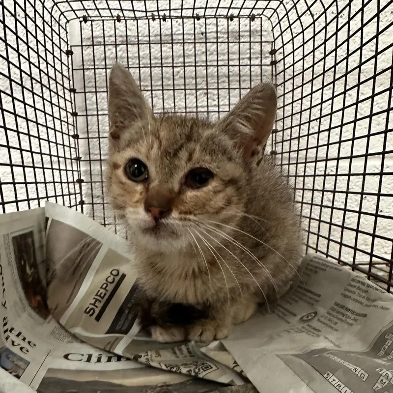 A baby small-sized female Brown / Chocolate Domestic Short Hair cat named Lorena for adoption in Edinburg, TX