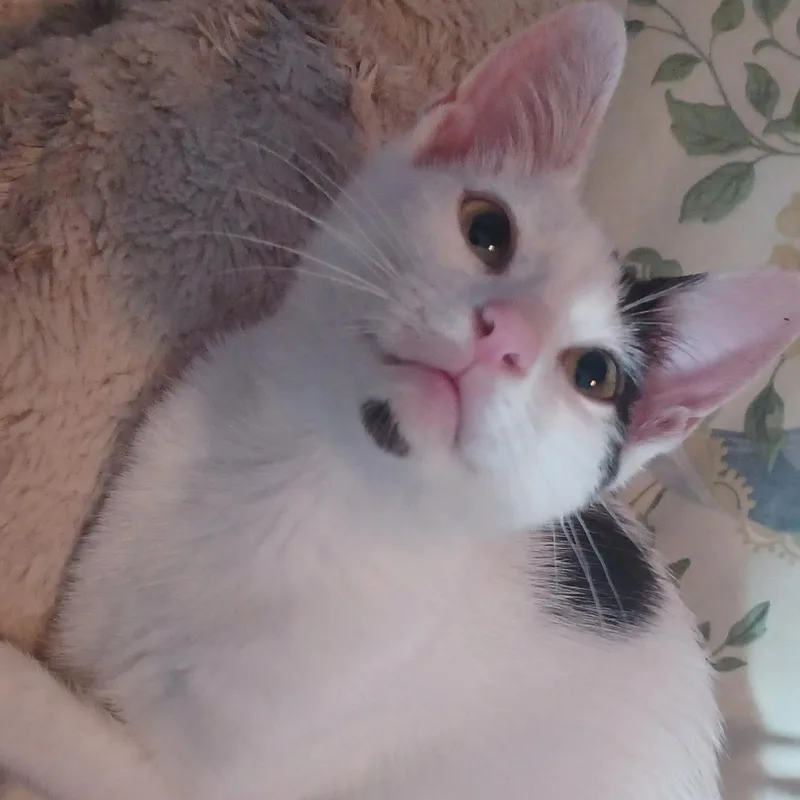 Chandler  Last Of thumbnail 2