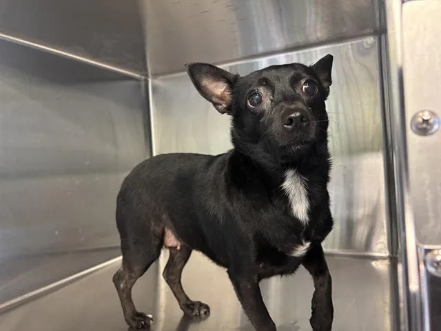 An adult small-sized female Chihuahua dog named Sweety Heart for adoption in Grand Prairie, TX