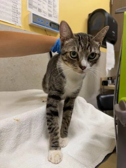 An adult small-sized male Domestic Short Hair cat named Ralphy for adoption in Honolulu, HI
