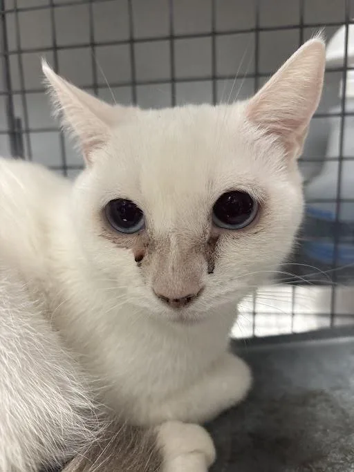 An adult medium-sized female Domestic Short Hair cat named Cottonball for adoption in Las Vegas, NV