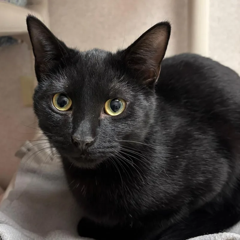 A young medium-sized female Black Domestic Short Hair cat named Kimchi for adoption in Naperville, IL