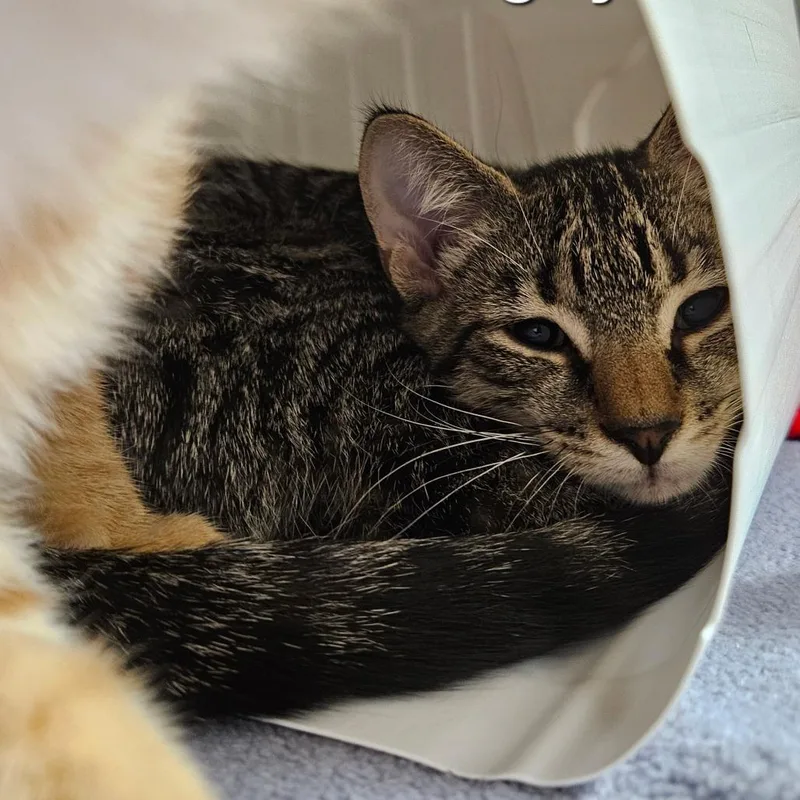 A baby small-sized male Brown / Chocolate Domestic Short Hair cat named Guy for adoption in Oneonta, NY