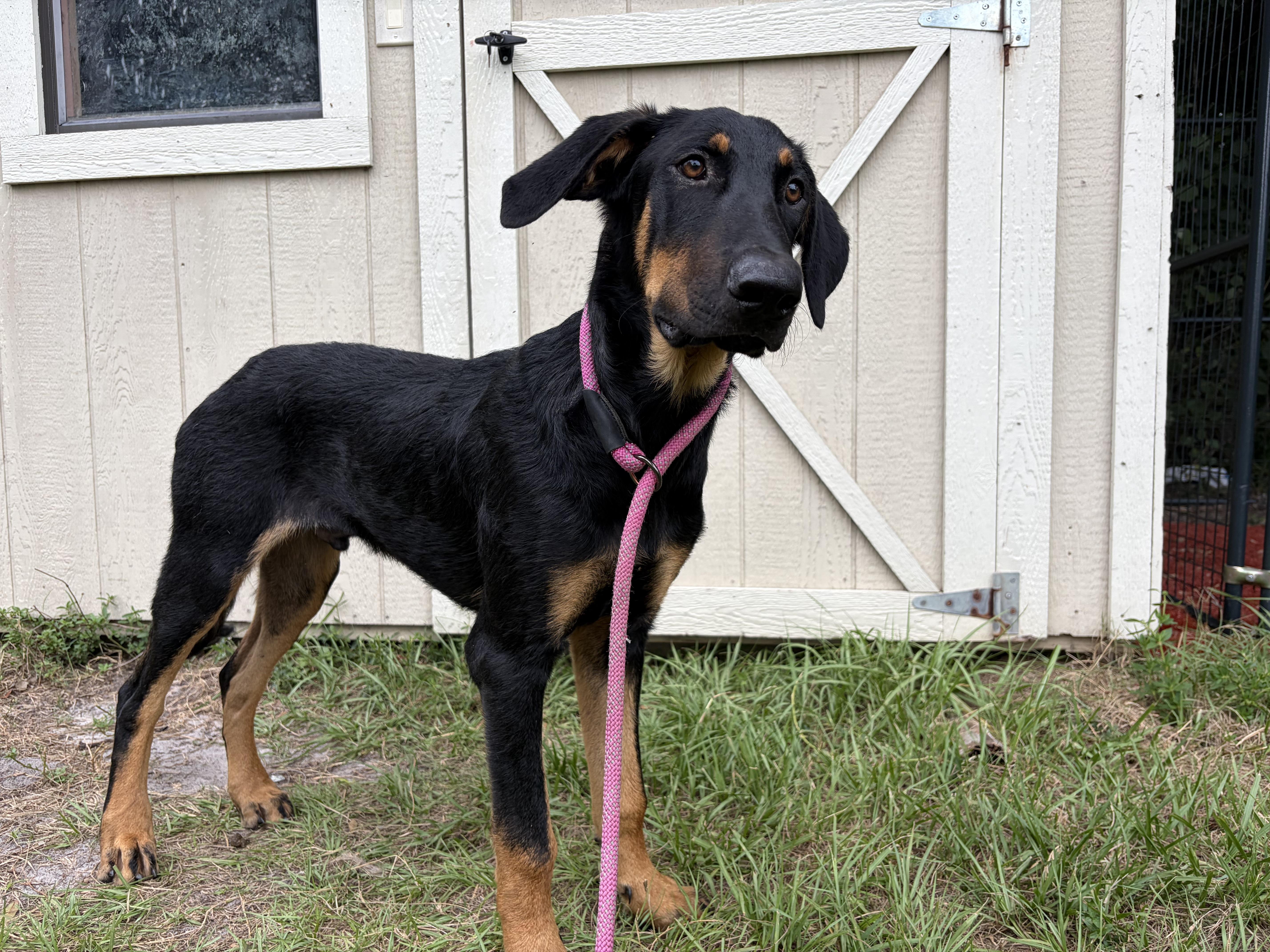 A young large-sized male Bicolor Doberman Pinscher dog named Zeus for adoption in Lorida, FL