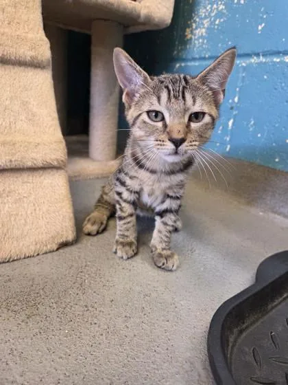 A baby small-sized male Domestic Short Hair cat named Henry for adoption in Dothan, AL