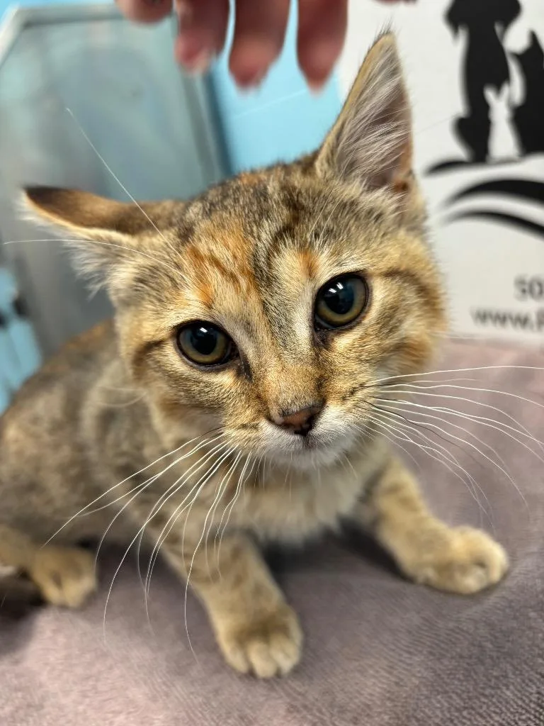 A baby medium-sized female Domestic Short Hair cat named Marnie for adoption in Frankfort, KY