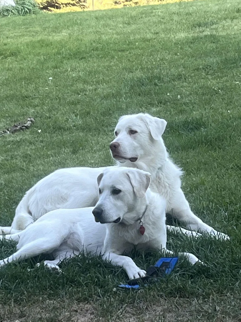 An adult large-sized male Great Pyrenees dog named Albi for adoption in Bountiful, UT