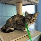 A young medium-sized female Brown / Chocolate Domestic Short Hair cat named Lucy for adoption in Wilmington, DE