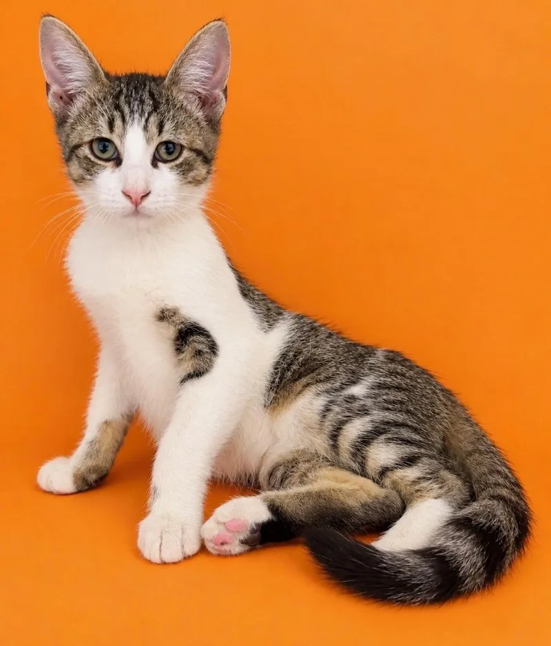 A baby medium-sized male Domestic Short Hair cat named Pickett for adoption in Little Rock, AR