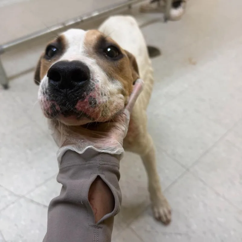 A young medium-sized male White / Cream Jack Russell Terrier dog named Teddy for adoption in Clarksdale, MS