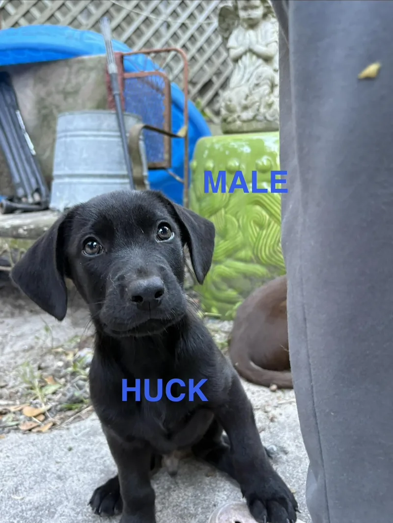 A baby large-sized male Black Labrador Retriever dog named Huckleberry for adoption in Jacksonville, FL
