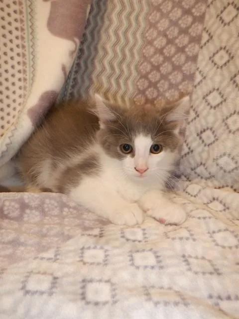 A baby small-sized male Domestic Medium Hair cat named Layla for adoption in San Jose, CA