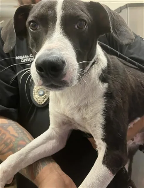 A young medium-sized male Labrador Retriever dog named Tux for adoption in Corpus Christi, TX