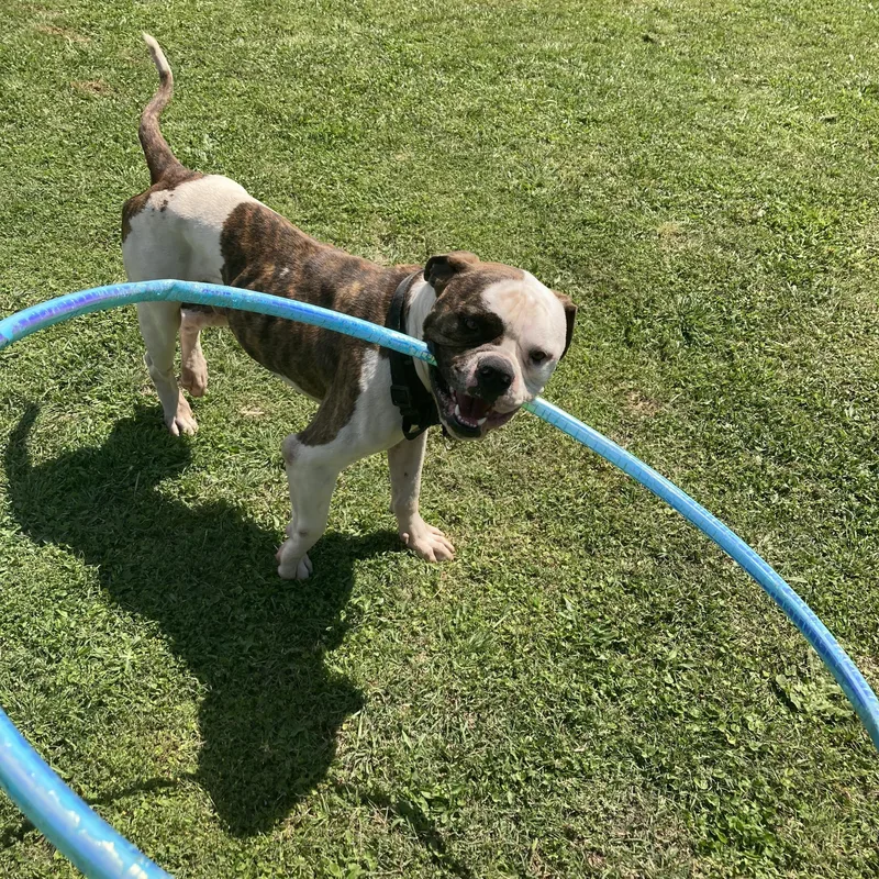 A young large-sized male Brindle Bulldog dog named Bowser for adoption in Mansfield, TX