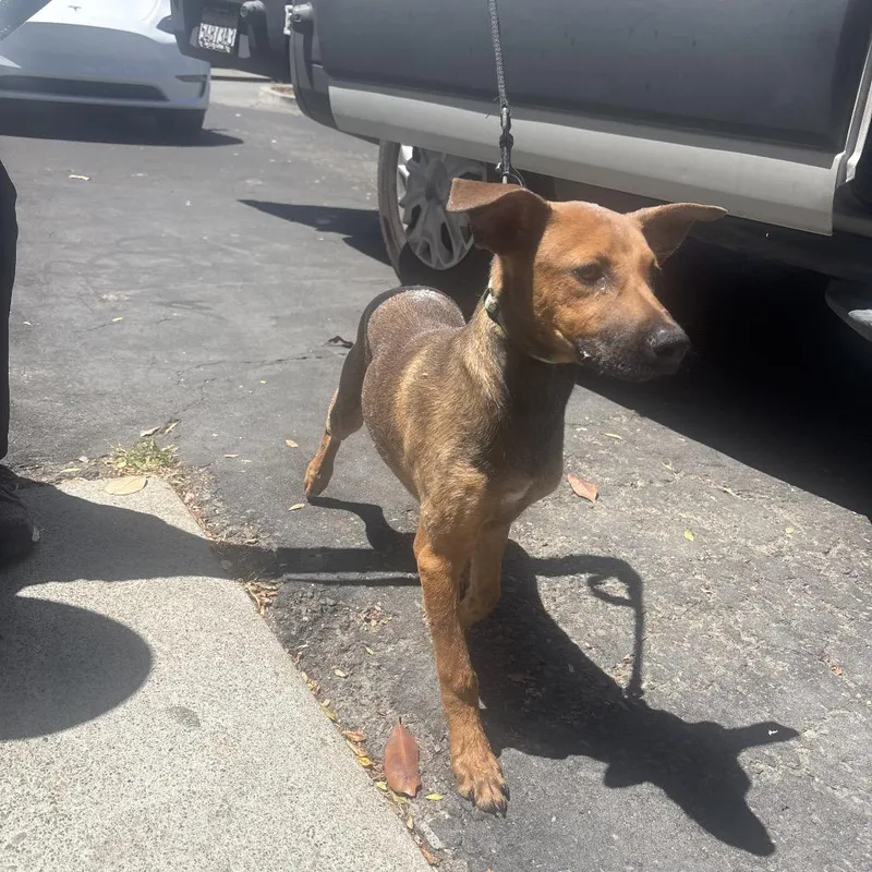 A baby small-sized female Yellow / Tan / Blond / Fawn Chihuahua dog named Adelina for adoption in Point Richmond, CA