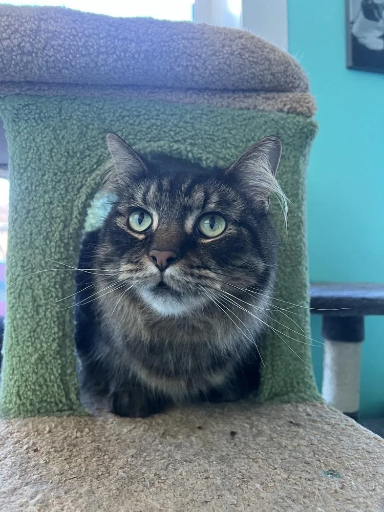 An adult large-sized male Brown / Chocolate Domestic Long Hair cat named Amani for adoption in Burlington, NC