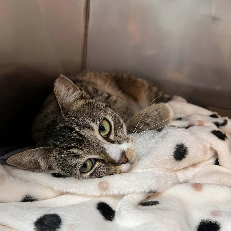 A young medium-sized female Brown / Chocolate Domestic Short Hair cat named Karis for adoption in Lyndhurst, VA