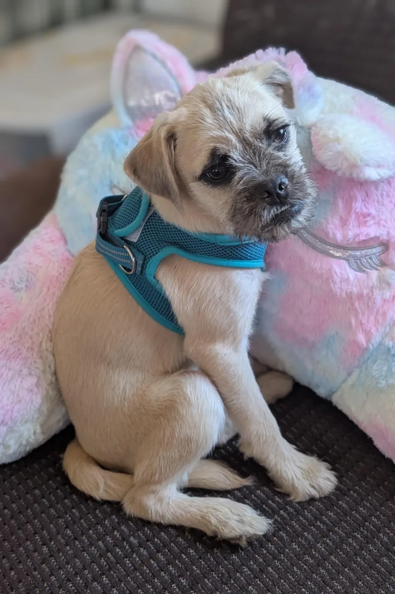 A baby medium-sized male Apricot / Beige Wirehaired Terrier dog named Bandit for adoption in Portland, OR